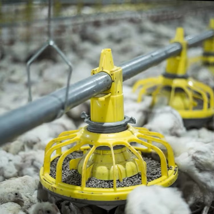 Chicken and poultry agricultur - Agriculture Farming Equipments 评论和价格