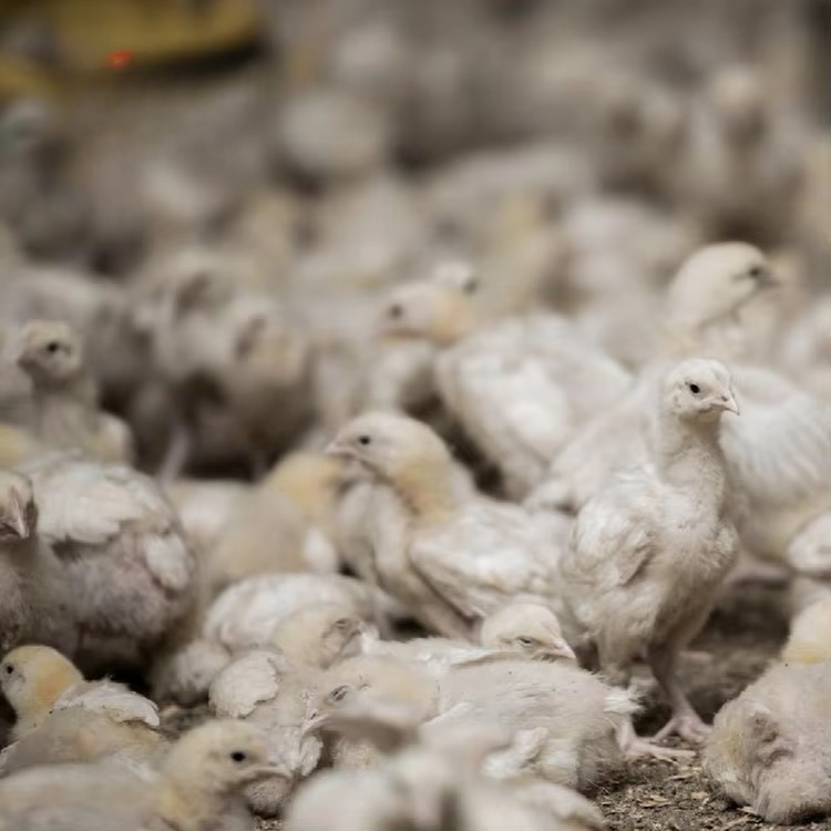 Chicken and poultry agricultur - Agriculture Farming Equipments 评论和价格