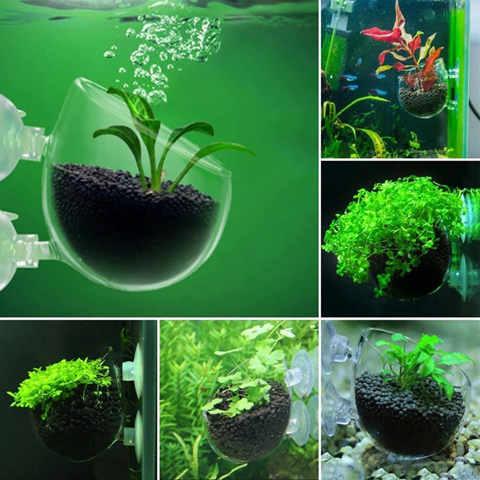 Aquatic Plant Pot Acrylic Aqua - Plant Growth Regulator 评论和价格